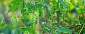 Grow Better Hops