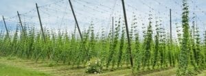 hops farm in Iowa