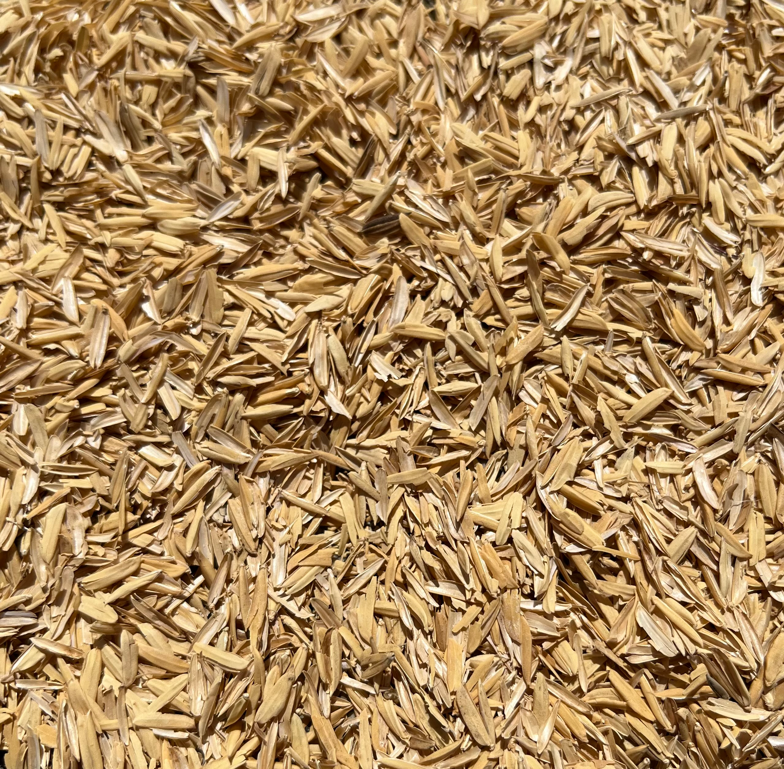 Barley Raw 2-Row - 50lb bag